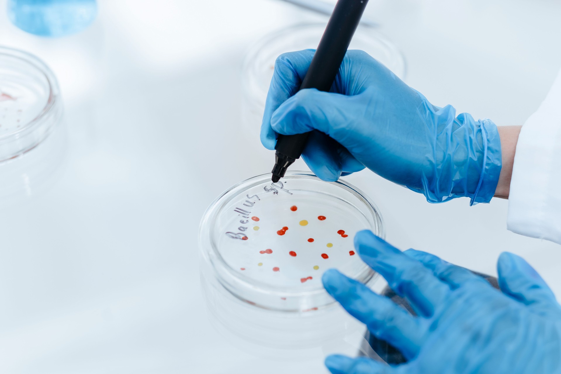 close up. scientist marking a Petri dish with viral bacteria